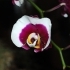 Phalaenopsis Ever Spring Light